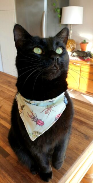 A black cat wearing a pet bandana in bug print
